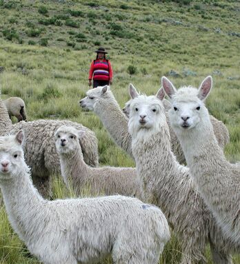 5 reasons why alpaca fleece is the Gold of the Andes Silkeborg