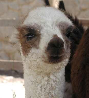 Did you know these benefits of alpaca wool?
